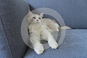 Long leg ragdoll cat lay on blue sofa and look up