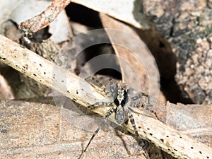 Long leg spider walking on dry leaf in garden in summer