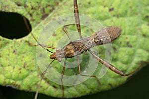 Long leg stink bug, Satara, Maharashtra, India. Family Pentatomidae photo