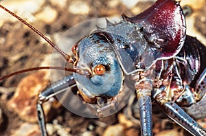 Long-legged Armoured Katydid