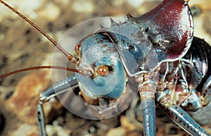 Long-legged Armoured Katydid