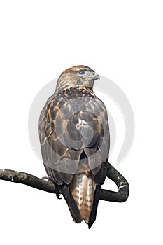 Long-legged buzzard, Buteo rufinus