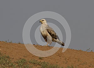 Long-legged Buzzard (Buteo rufinus)-2.