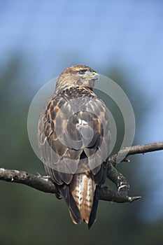 Long-legged buzzard, Buteo rufinus