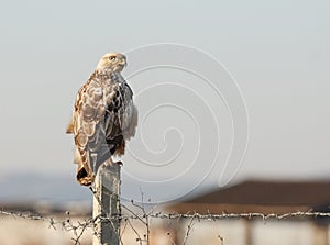 Long-legged Buzzard Buteo rufinus