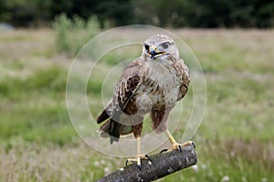 Long-Legged Buzzard, buteo rufinus, Adult standing on Post