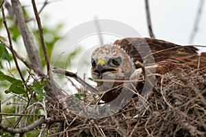 Long-legged Buzzard Buteo rufinus. Baby bird in the nest