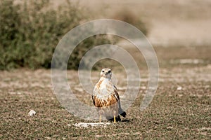 Long legged buzzard or Buteo rufinus in dry open plains during winter migration at tal chhapar sanctuary india