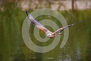 Long legged buzzard Buteo rufinus flying