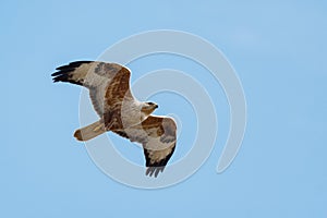 Long-legged Buzzard Buteo rufinus flying in the sky