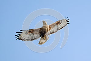 Long-legged Buzzard Buteo rufinus flying in the sky