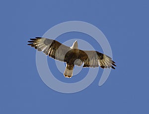 Long-legged Buzzard soaring in a sky Kalmykia.