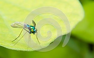 Long Legged Chrome Blue, Green and Orange Fly