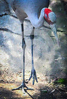 Long-legged Crane