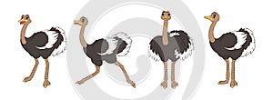 Long legged cute ostriches, set of figures, standing, running and screaming. Vector illustration of lines art, in