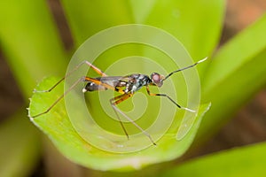 Long-legged flies that can be found in all areas of Thailand breed quickly because they do not choose the breeding season