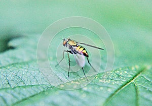 Long-legged fly