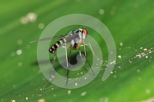 Long-legged Fly Dolichopodidae, Diptera photo