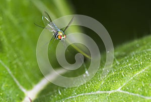 Long-legged fly (Dolichopodidae) flying photo