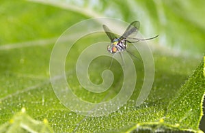 Long-legged fly (Dolichopodidae) flying photo