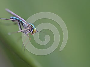 Long-legged Fly On Green Leaf Background