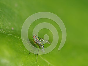 Long-legged Fly On Green Leaf Background