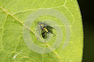 Long legged fly on a leaf at Belding Preserve in Connecticut.