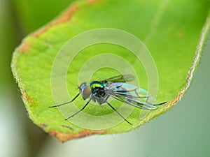 Long-legged Fly On Leaf