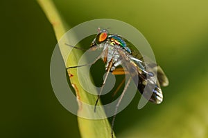 Long-Legged Fly macro side view