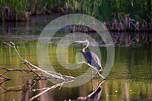 Long-legged great blue heron perched in profile on branch in a lake