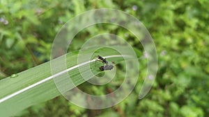 Long-legged micropezid fly on the blady leaf