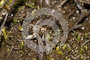 A long-legged mosquito on the ground