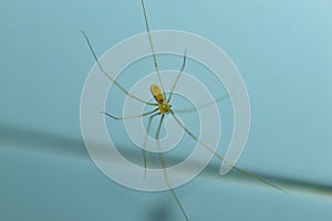 Long-legged spider in the bathroom close-up