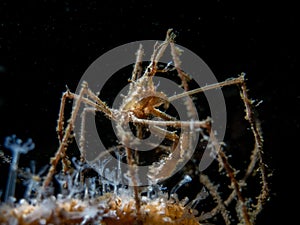 Long Legged Spider Crab, Maropodia Rostrata - Loch Long