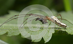 Long legged spider eating fly on a leaf