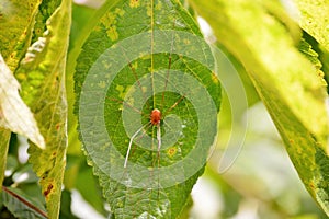 Long legged spider on leaf