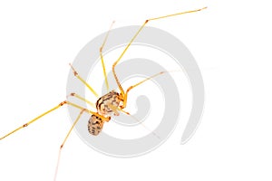 Long-legged spider macro
