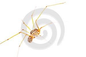 Long-legged spider macro