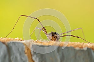 Long legged spider macro photo on top of a wood chop.