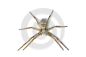 Long-Legged Spider on White