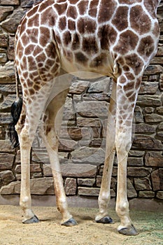 Long legs of Giraffe standing next to patterned stone wall