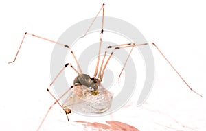 Long legs spider with may fly