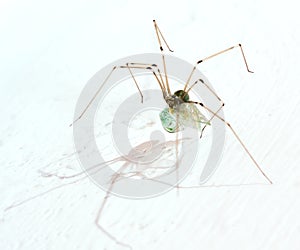 Long legs spider with may fly