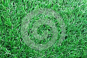 The long of light green artificial grass