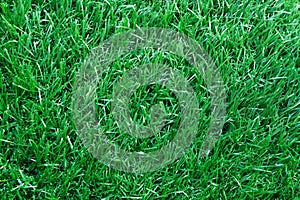 The long of light green artificial grass