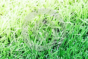 The long of light green artificial grass