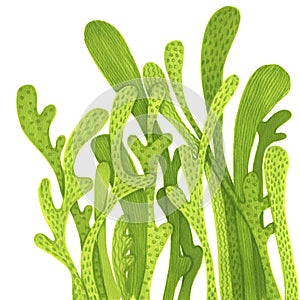 Long light green textured leaves drawing with marker. Hand drawing foliage for cards, invitations, posters, prints, clothers.