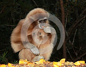 Endangered Gibbon apes photo