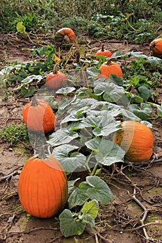 Long line of pumpkins on vines in field