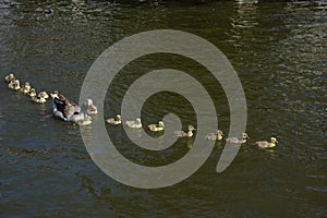 long line of white ducks swimming in a row in pond,